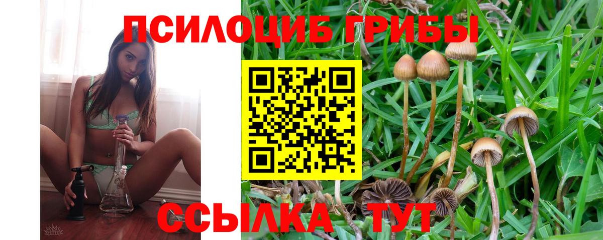 Псилоцибиновые грибы мицелий Верхняя Пышма